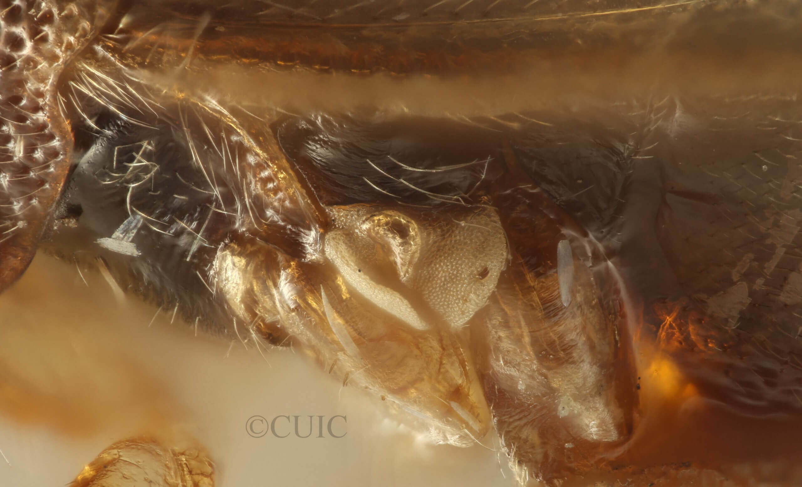 lateral view of adult Eurychilopterella luridula