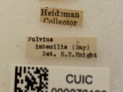 label view of adult Fulvius imbecilis