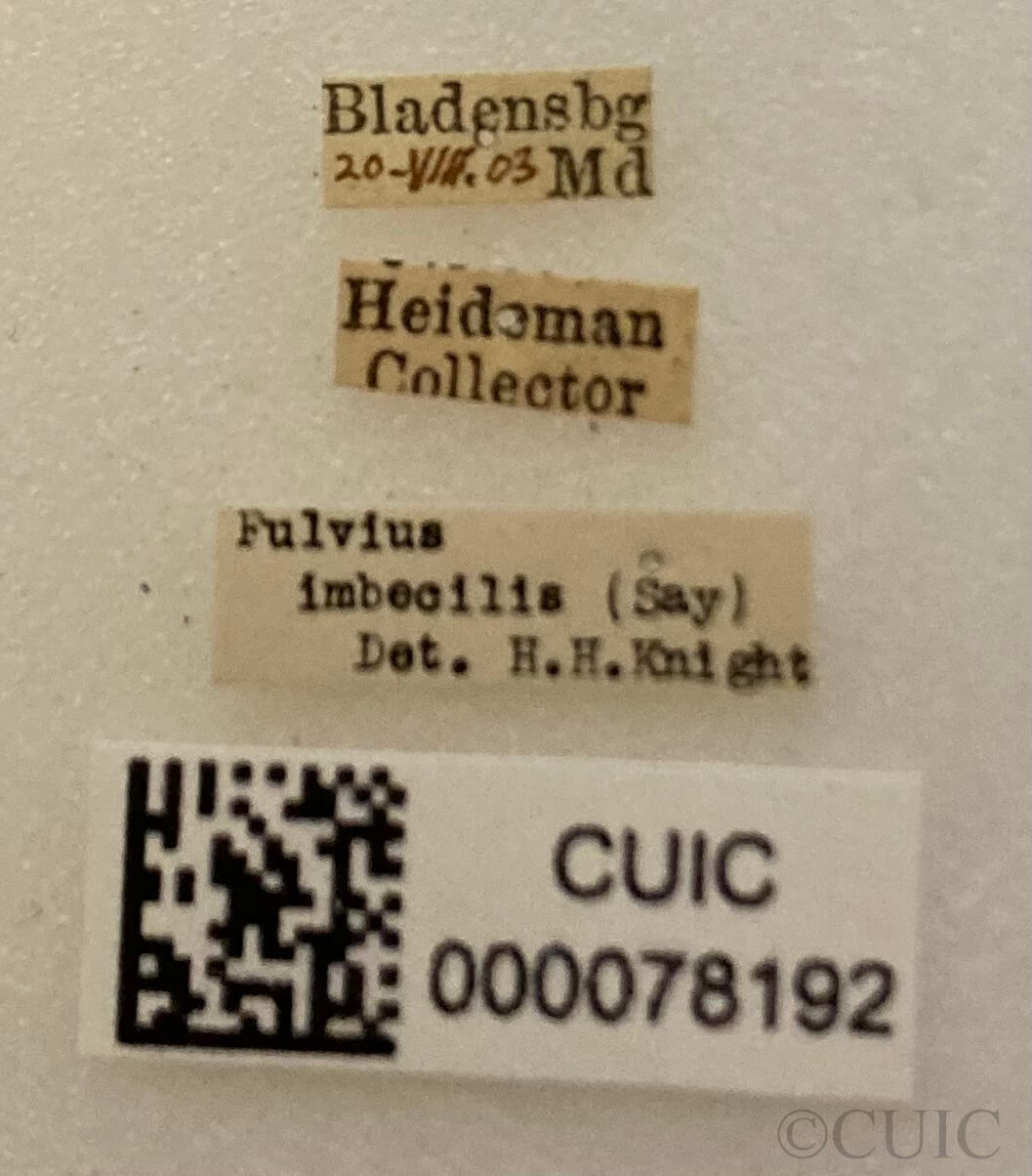 label view of adult Fulvius imbecilis