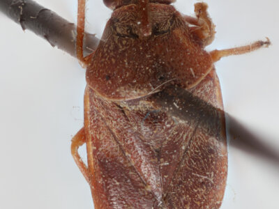 dorsal view of adult Largidea davisi