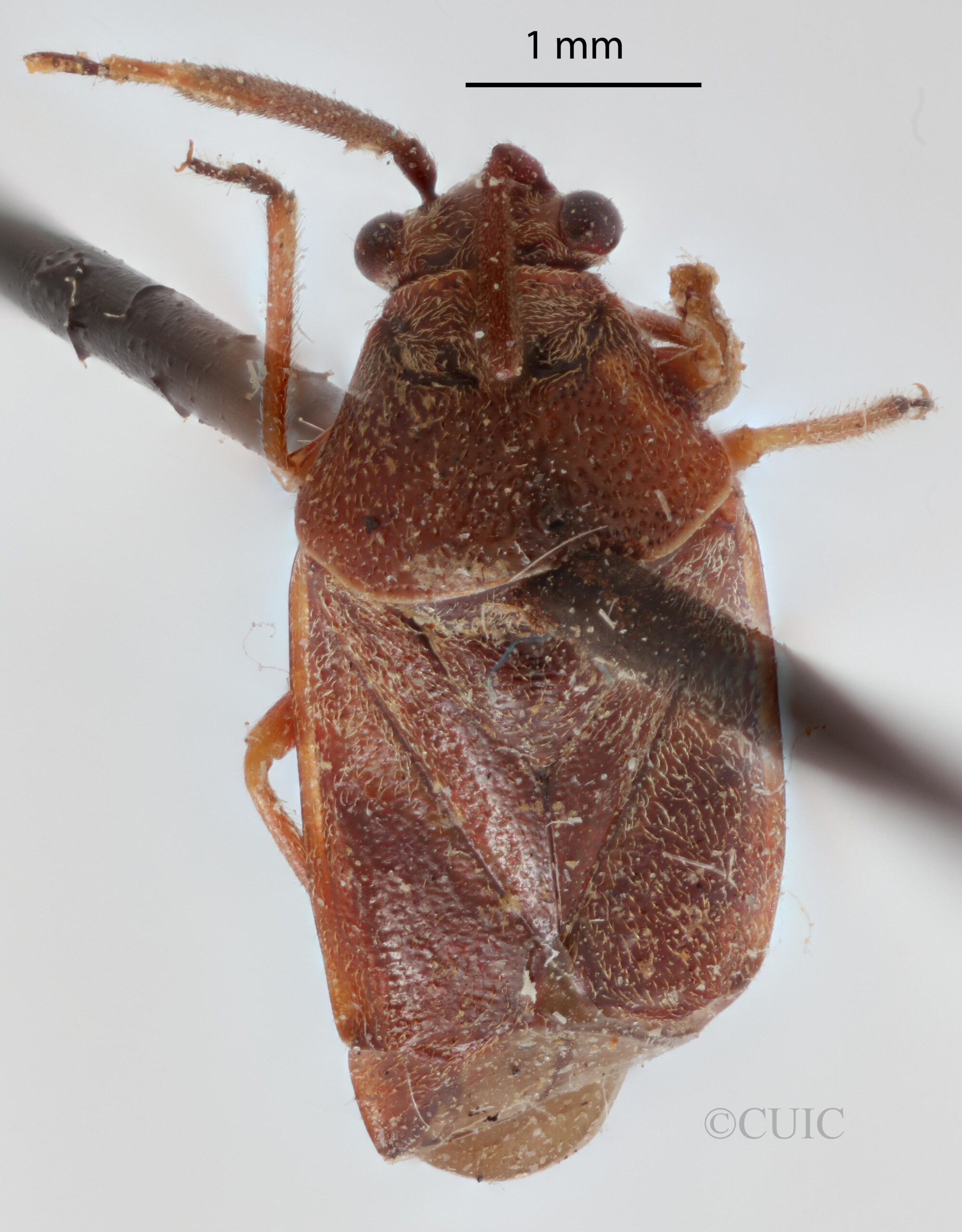 dorsal view of adult Largidea davisi