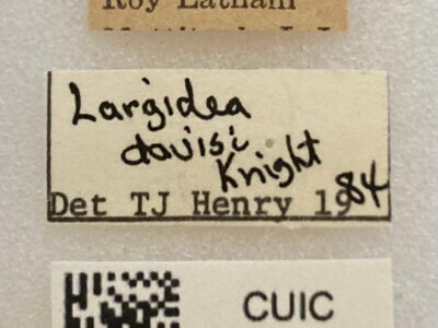 label view of adult Largidea davisi