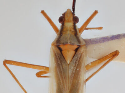 dorsal view of adult Litomiris debilis