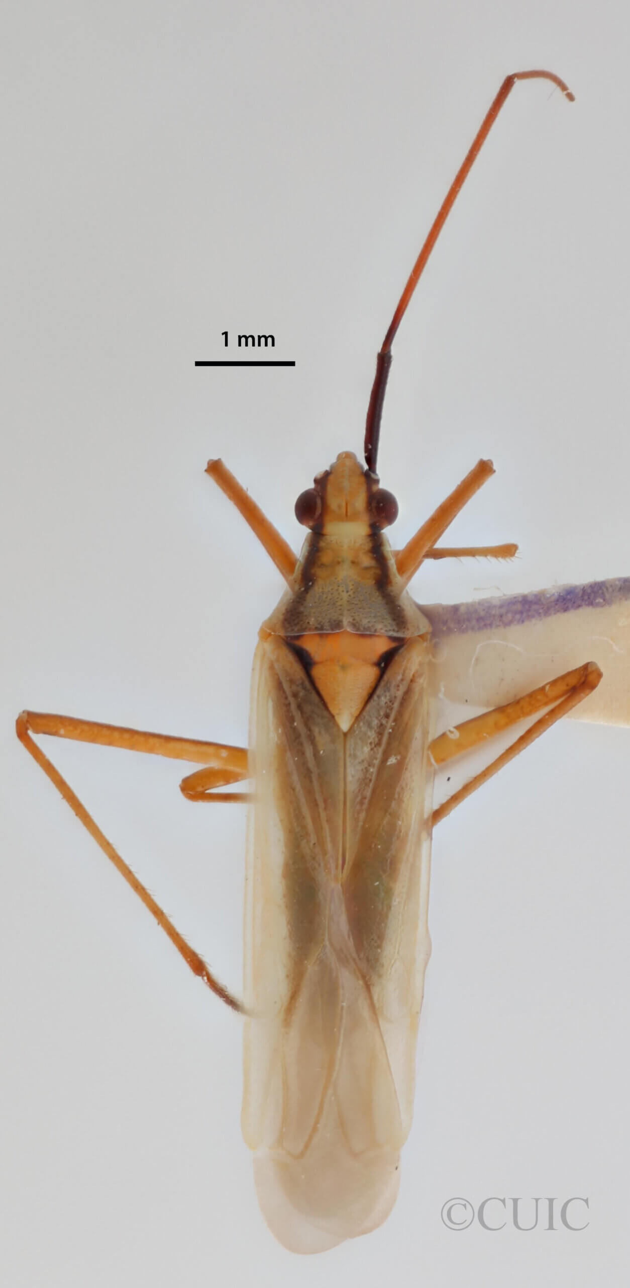 dorsal view of adult Litomiris debilis