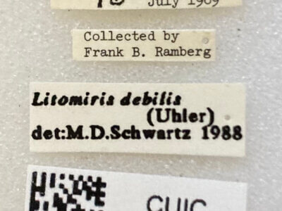 label view of adult Litomiris debilis