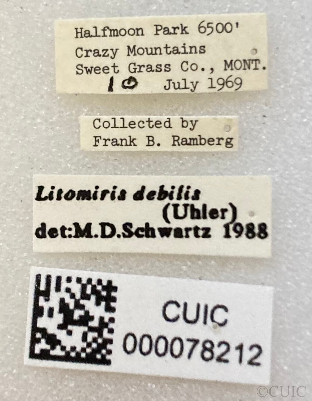 label view of adult Litomiris debilis