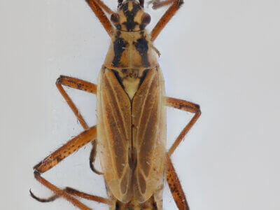 dorsal view of adult Leptopterna dolabrata