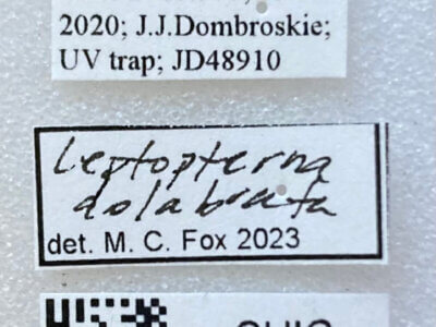label view of adult Leptopterna dolabrata