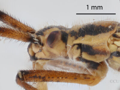 lateral view of adult Leptopterna dolabrata