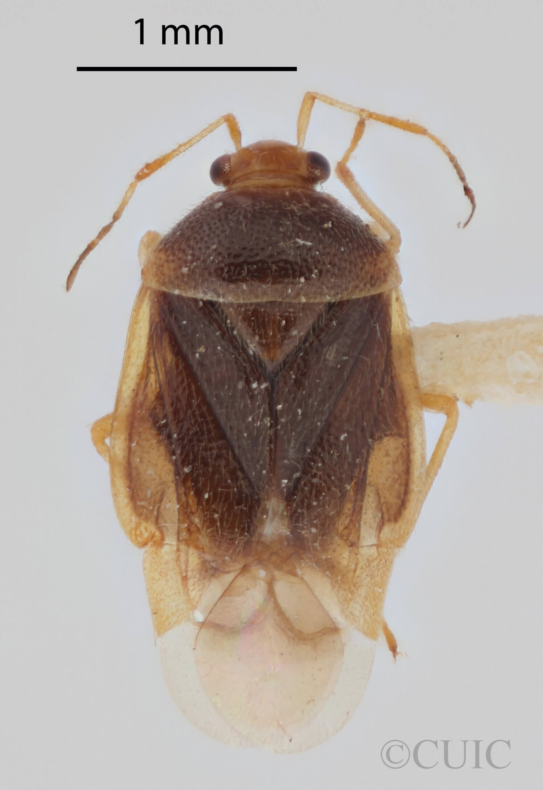 dorsal view of adult Monalocoris americanus