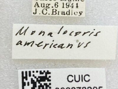 label view of adult Monalocoris americanus