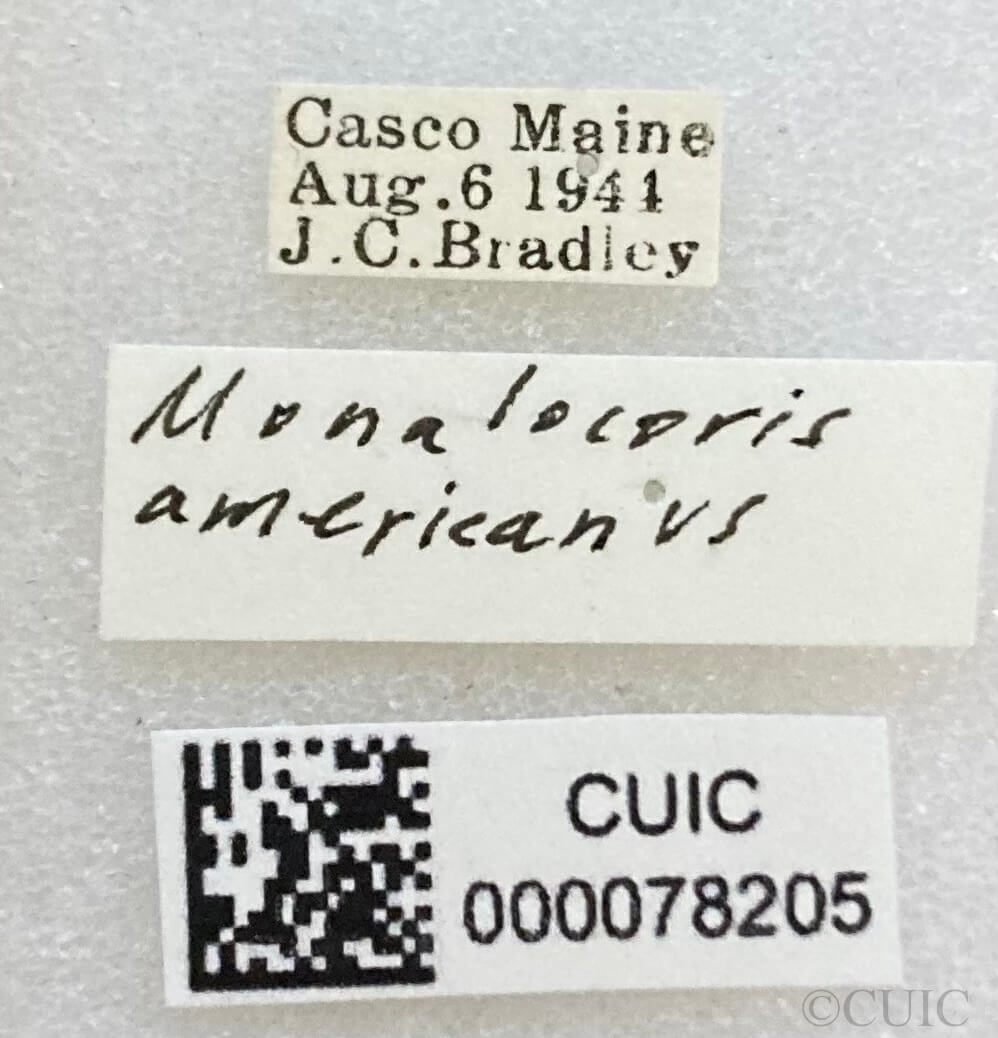 label view of adult Monalocoris americanus