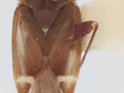 dorsal view of adult Myiomma cixiiforme