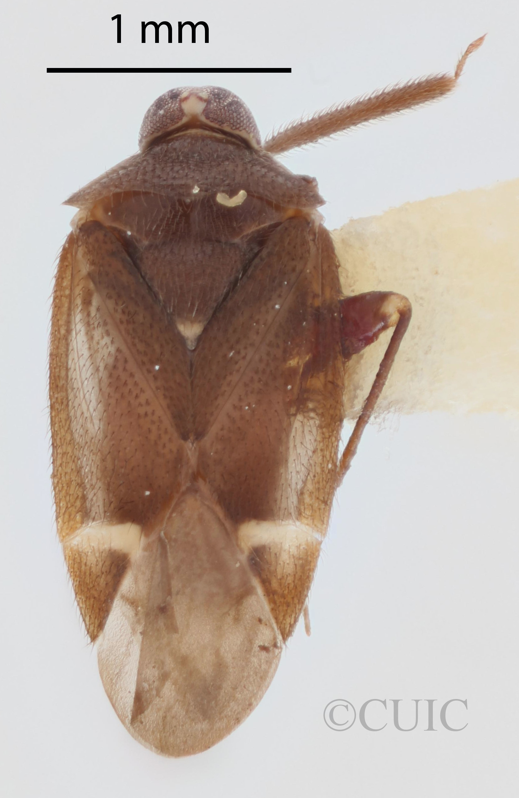 dorsal view of adult Myiomma cixiiforme