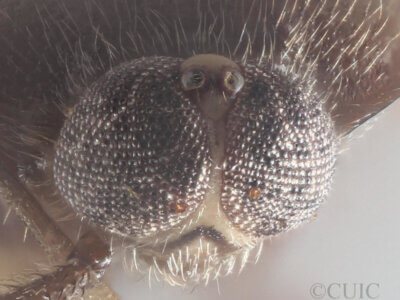 adult Myiomma cixiiforme