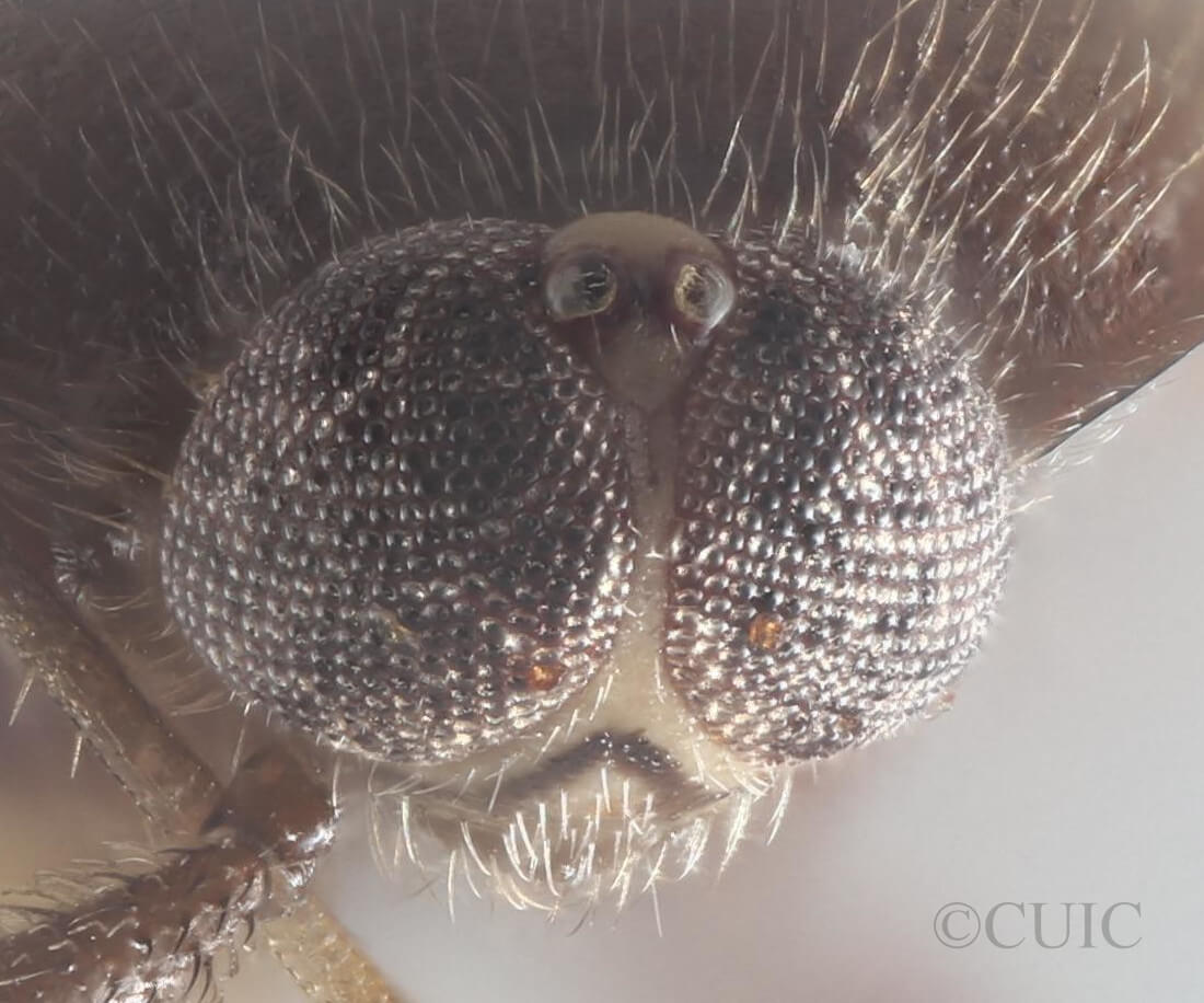 adult Myiomma cixiiforme