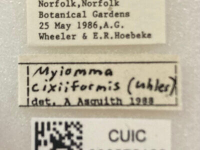 label view of adult Myiomma cixiiforme