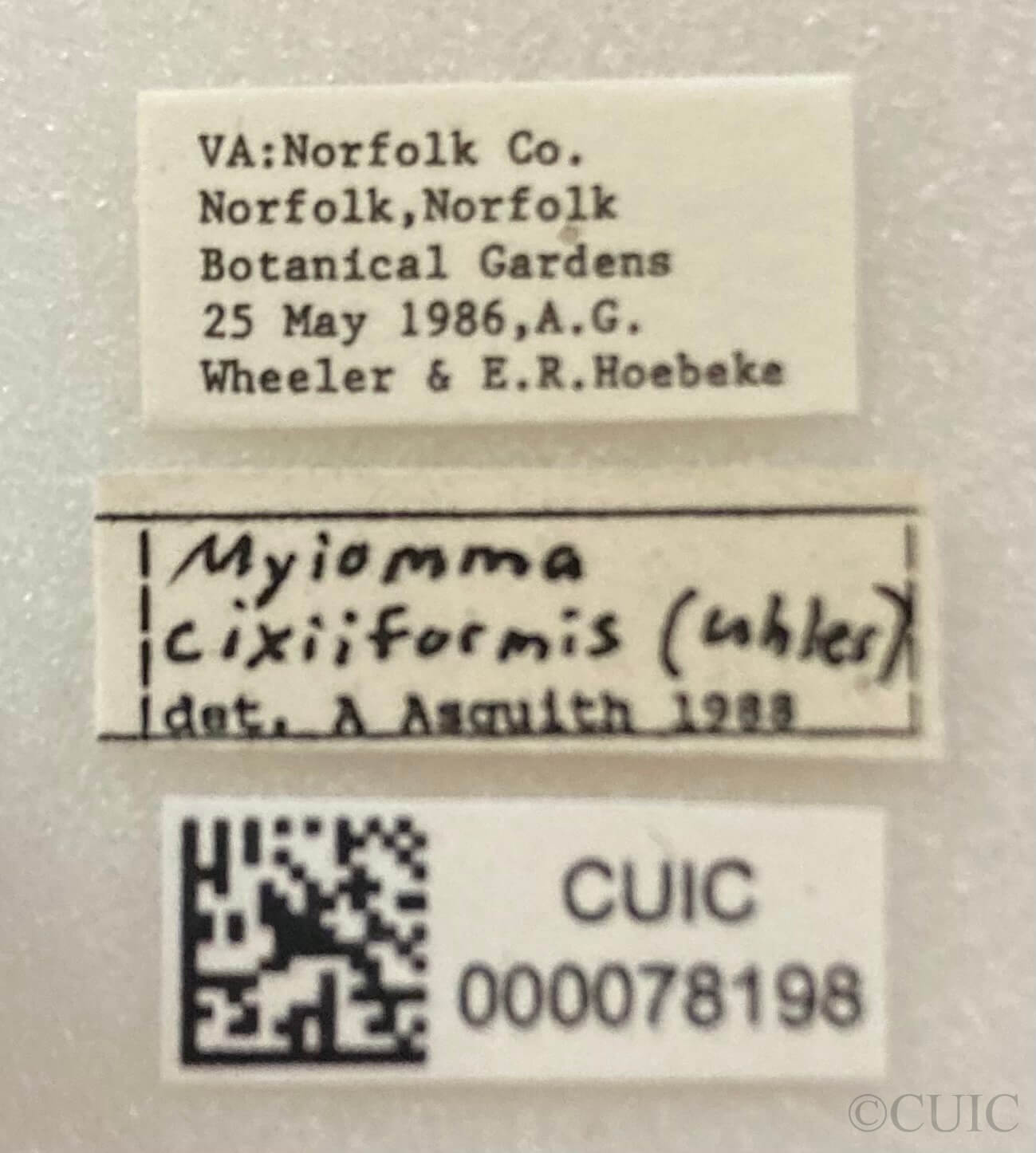 label view of adult Myiomma cixiiforme