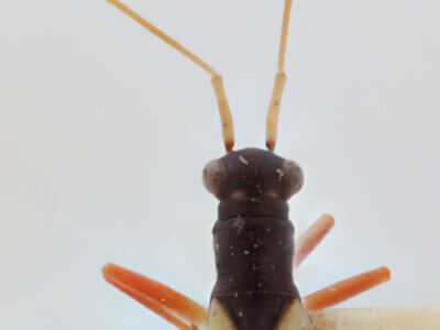 dorsal view of adult Mimoceps insignis Uhler 1890