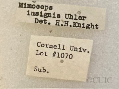 label view of adult Mimoceps insignis Uhler 1890