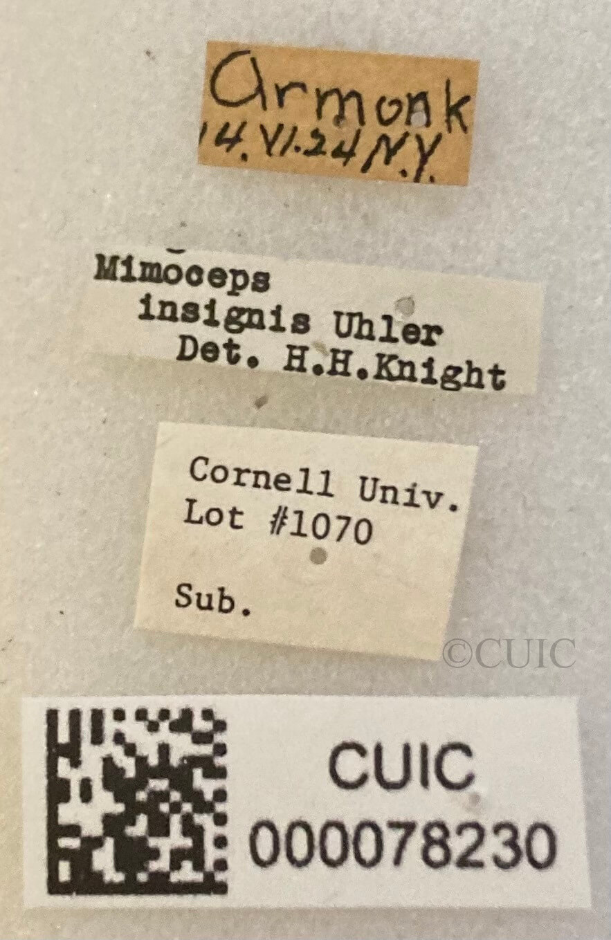 label view of adult Mimoceps insignis Uhler 1890