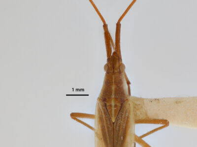 dorsal view of adult Megaloceroea recticornis