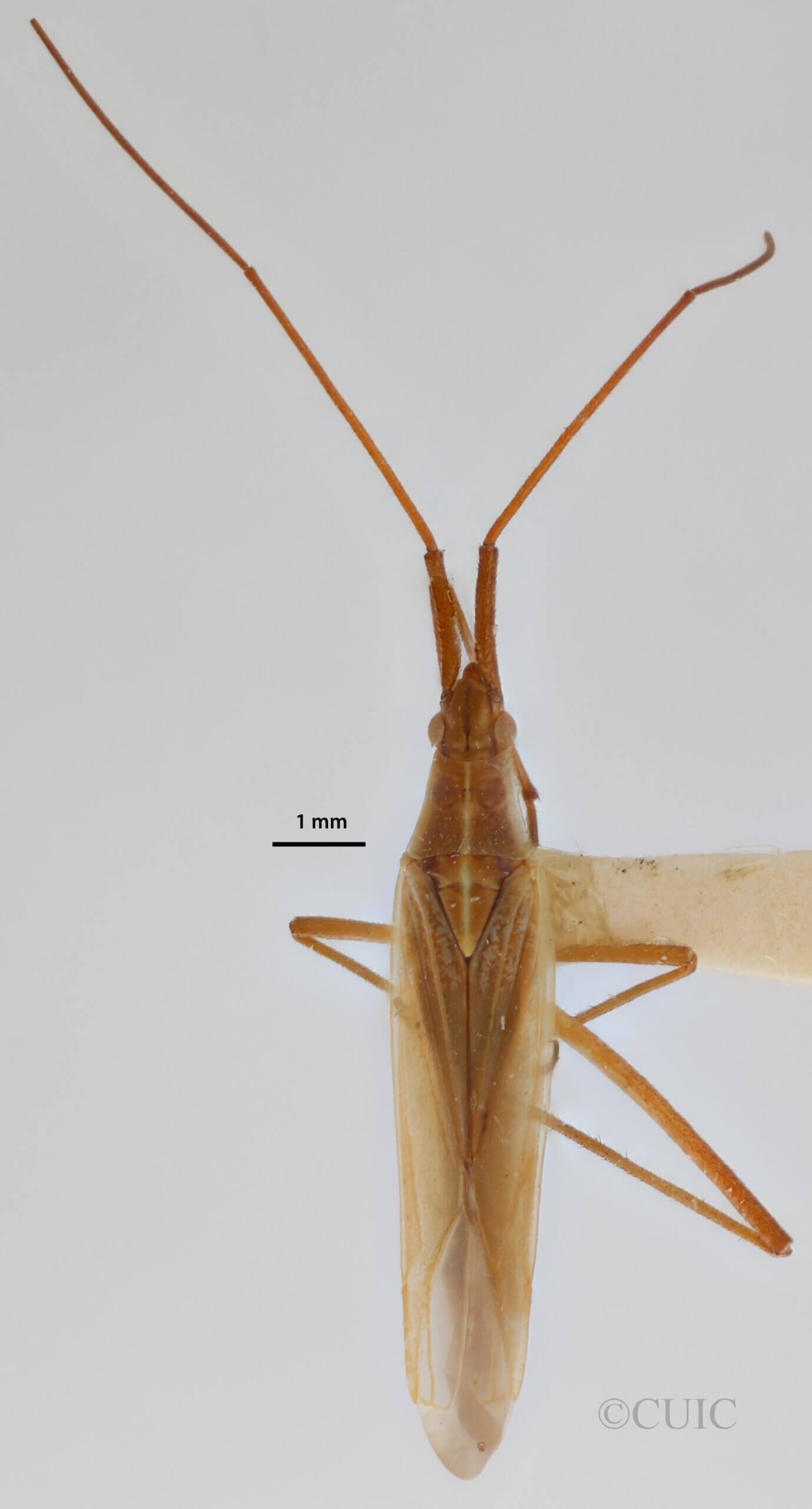 dorsal view of adult Megaloceroea recticornis