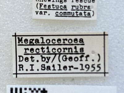 label view of adult Megaloceroea recticornis