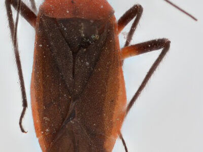 dorsal view of adult Opistheurista clandestina