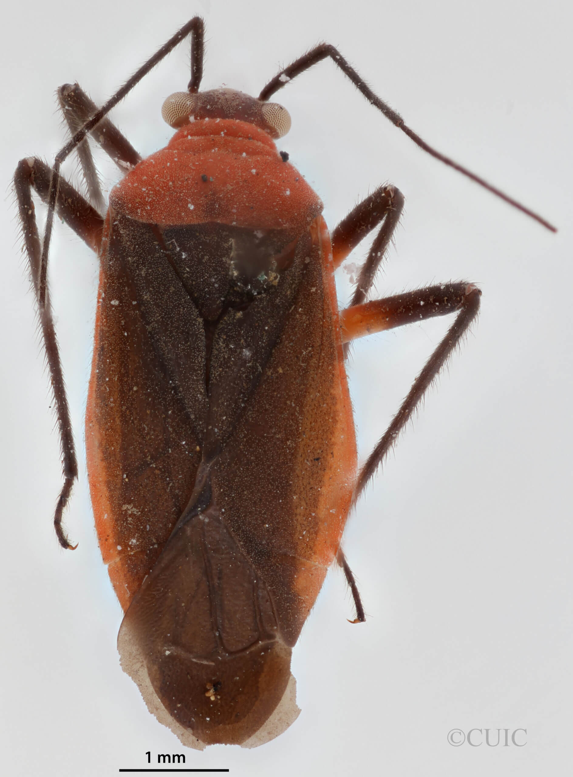 dorsal view of adult Opistheurista clandestina