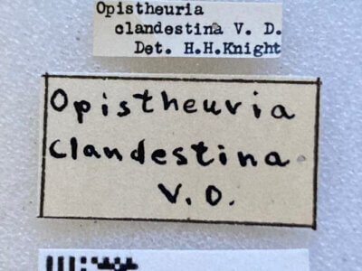 label view of adult Opistheurista clandestina