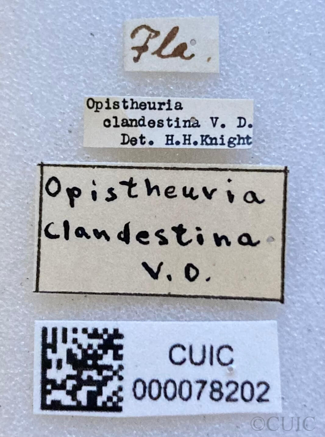 label view of adult Opistheurista clandestina