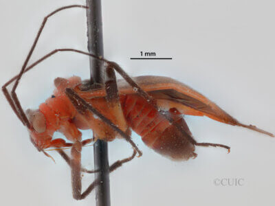 lateral view of adult Opistheurista clandestina