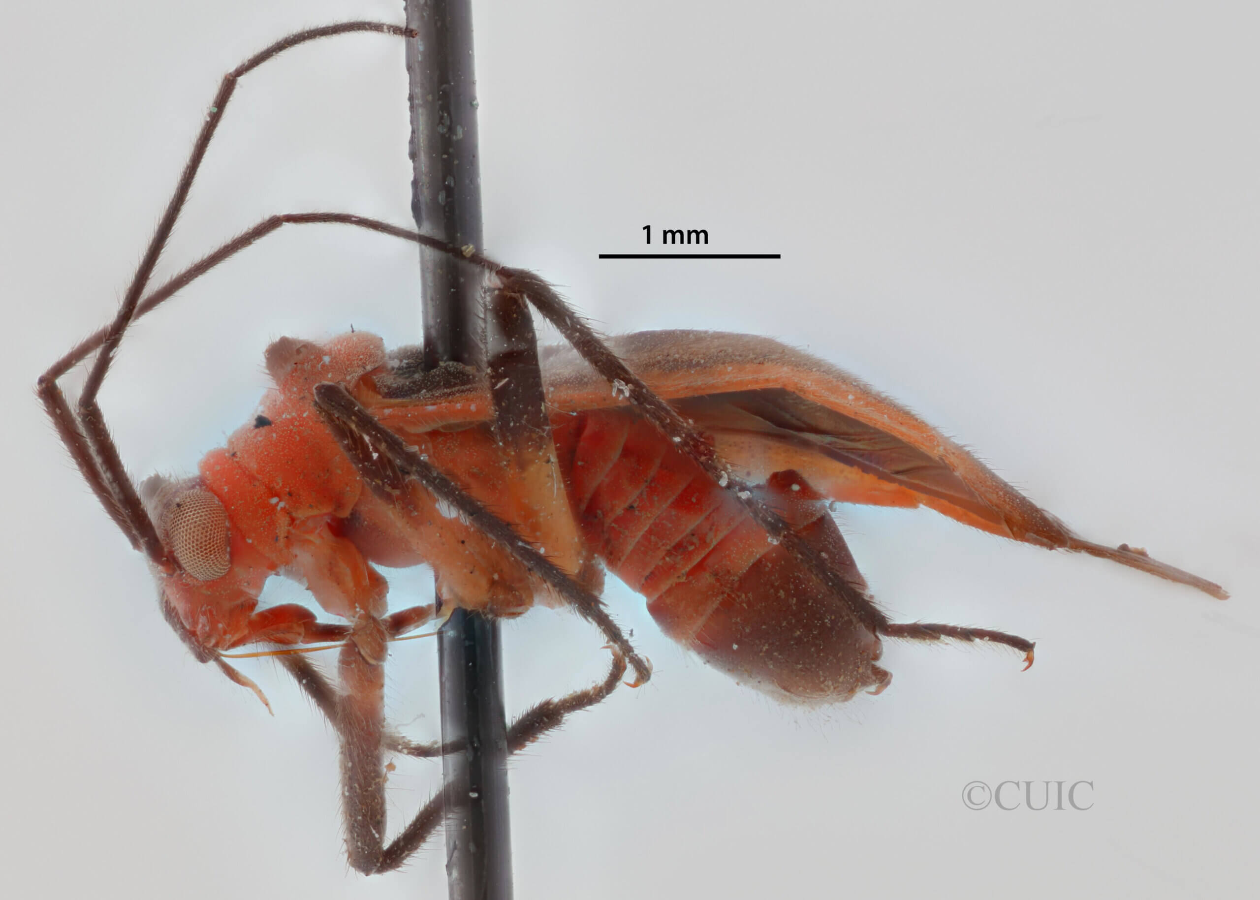 lateral view of adult Opistheurista clandestina