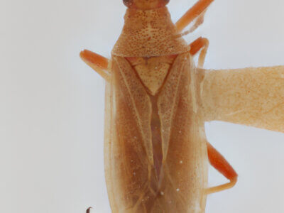 dorsal view of adult Porpomiris curtulus (Reuter 1909)