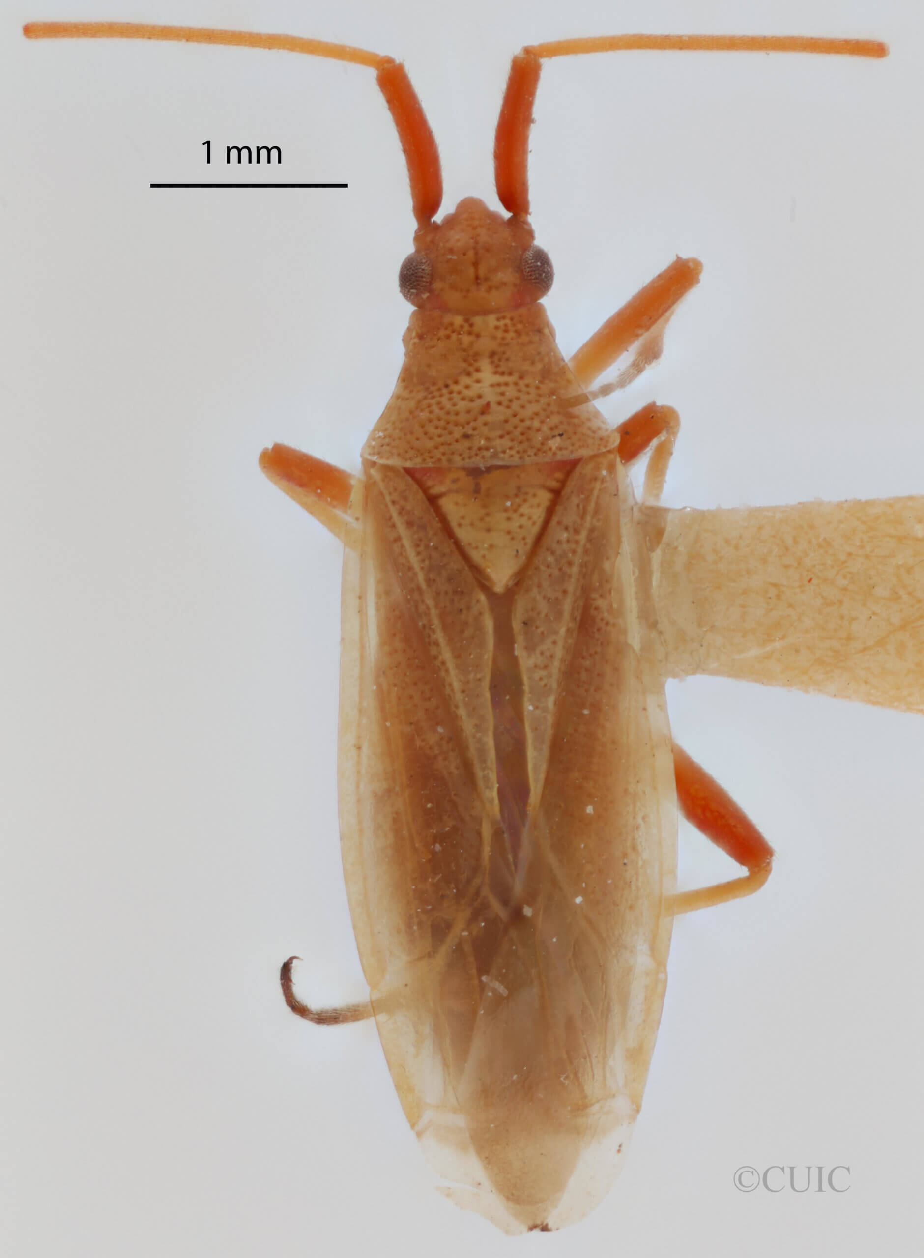 dorsal view of adult Porpomiris curtulus (Reuter 1909)