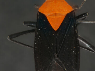 dorsal view of adult Prepops insitivus