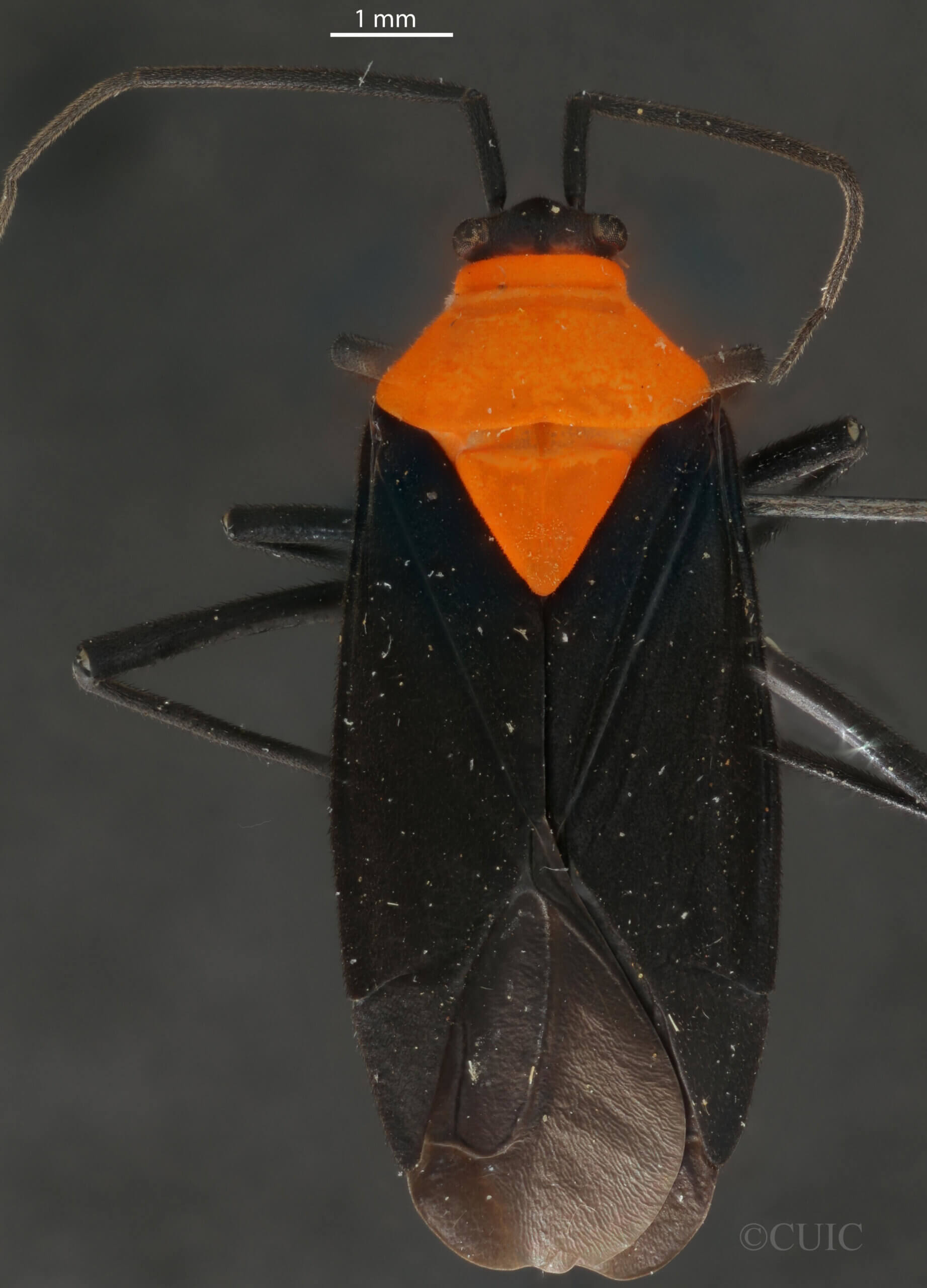 dorsal view of adult Prepops insitivus
