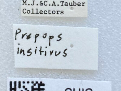 label view of adult Prepops insitivus