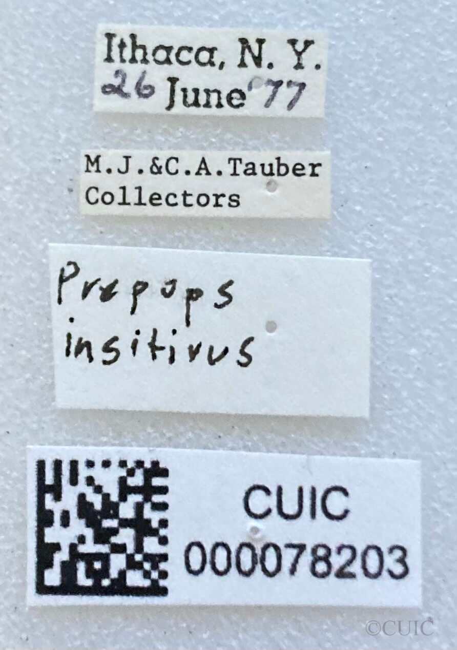 label view of adult Prepops insitivus