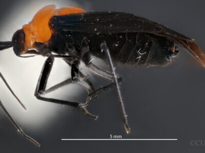 lateral view of adult Prepops insitivus