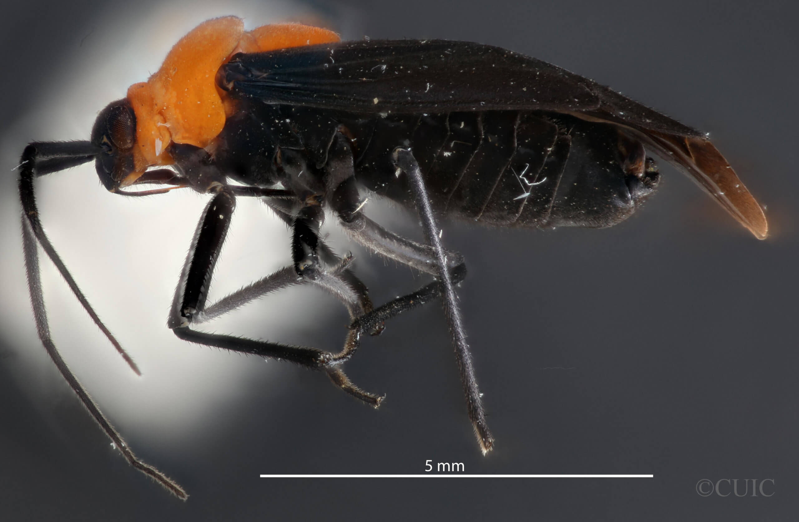 lateral view of adult Prepops insitivus