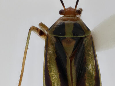 dorsal view of adult Poecilocapsus lineatus