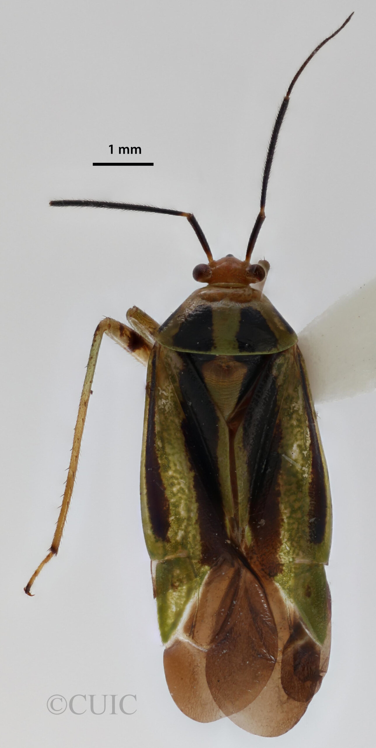 dorsal view of adult Poecilocapsus lineatus