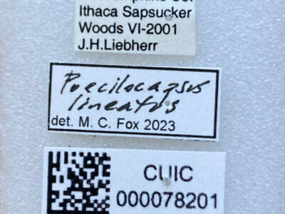 label view of adult Poecilocapsus lineatus