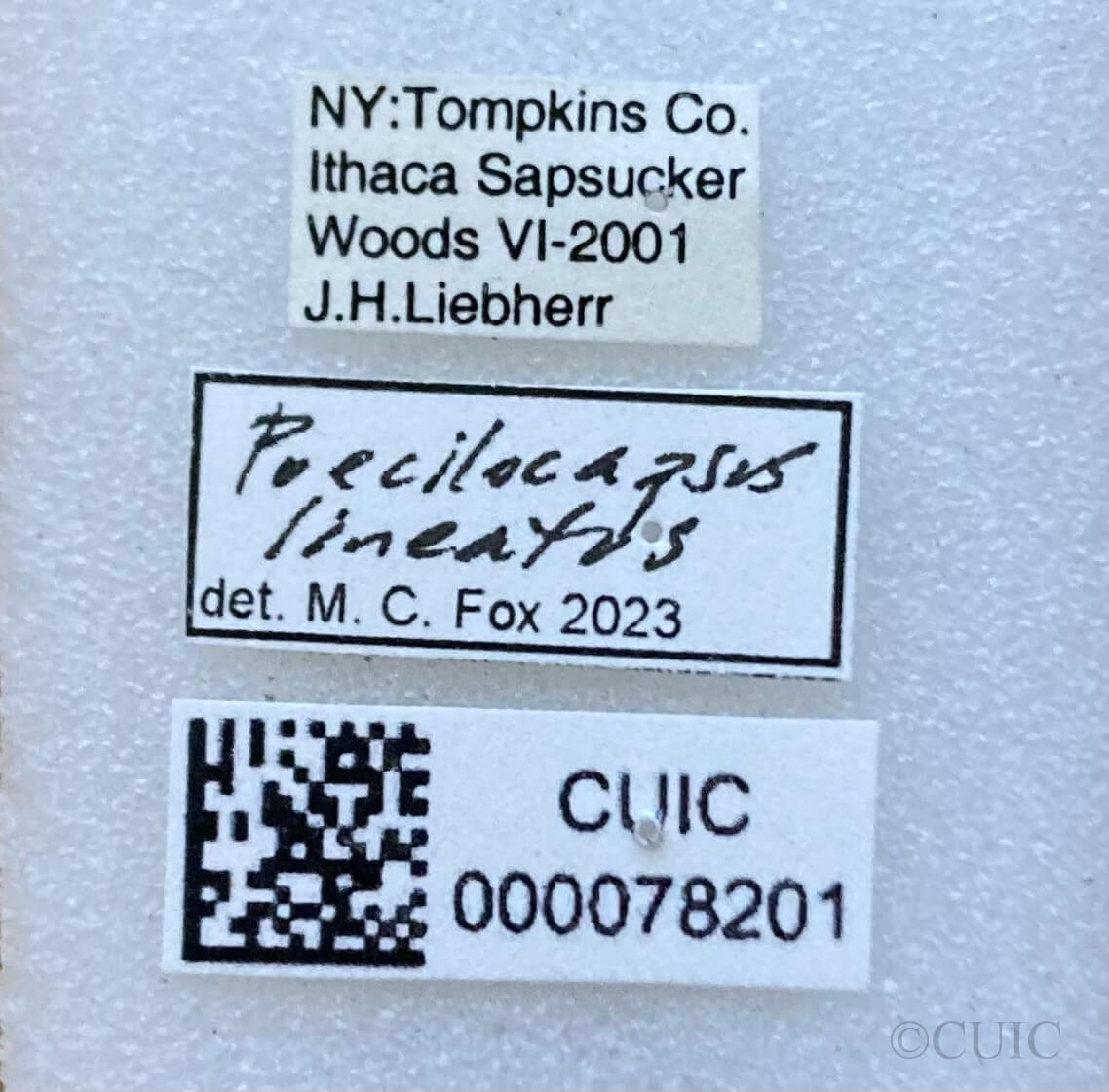 label view of adult Poecilocapsus lineatus