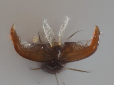 adult Poecilocapsus lineatus