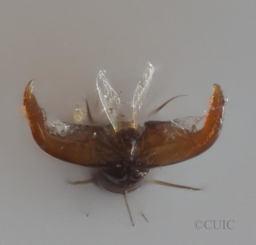 adult Poecilocapsus lineatus