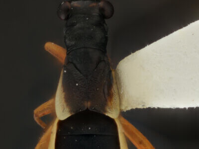 dorsal view of adult Pithanus maerkelii