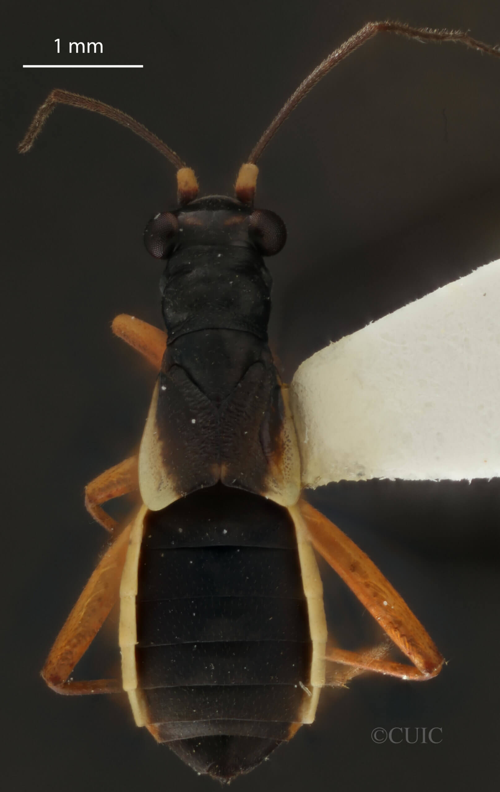 dorsal view of adult Pithanus maerkelii